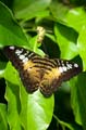 145 Segler - Parthenos sylvia